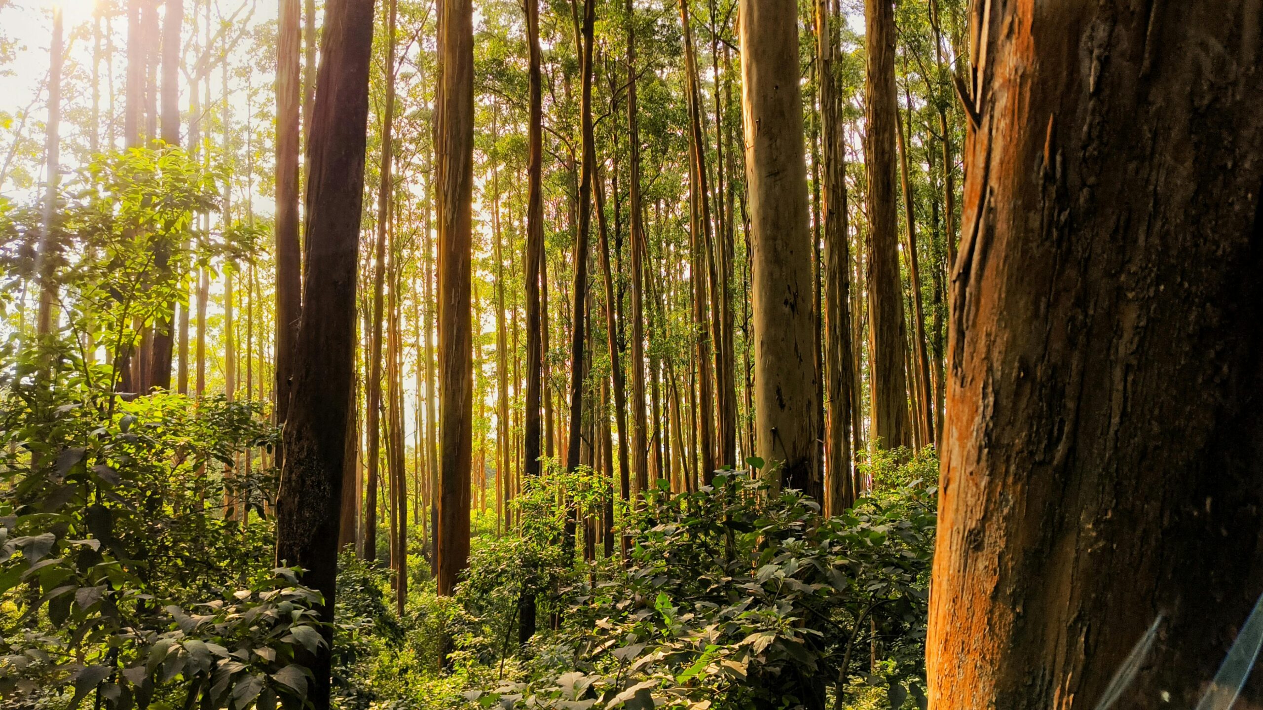 Kodai taxi services for family and honeymoon holidays